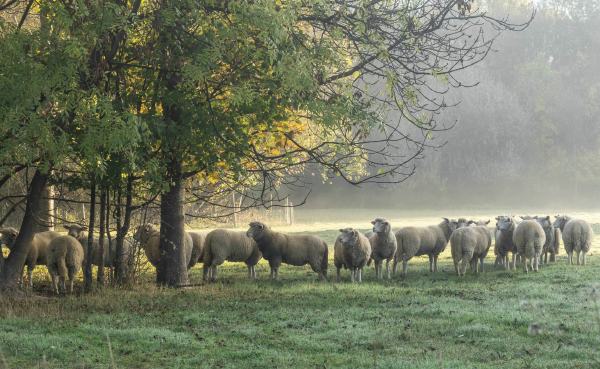 050 - Artosa Tienen - Gregoor Ann - Schapen in de ochtendzon